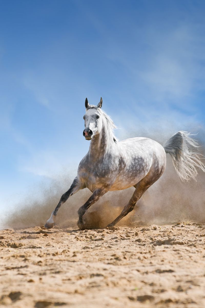 Various Photographers - Arabian Horse