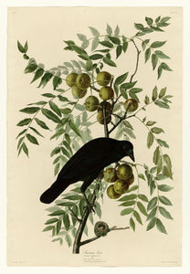 Audubon  American Crow 156