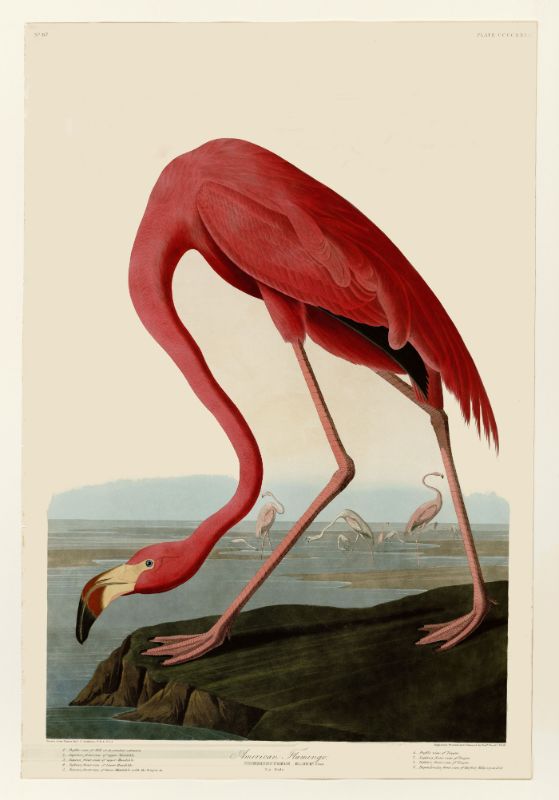 Audubon  American Flamingo 431