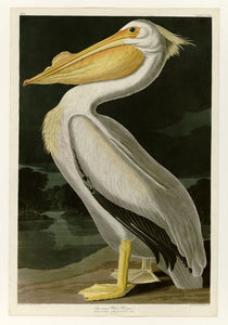 Audubon American White Pelican  311