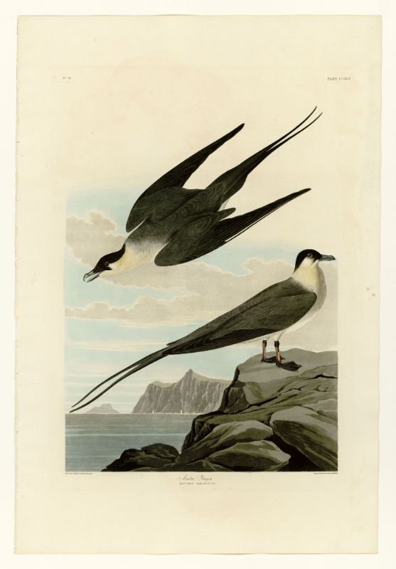 A vintage Audubon bird print featuring two birds on a267 background.