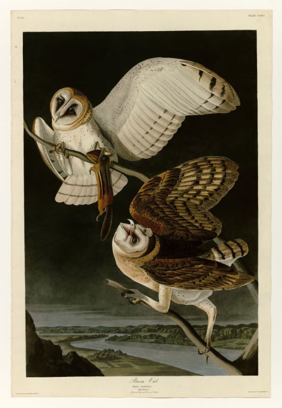 Audubon  Barn Owl  171