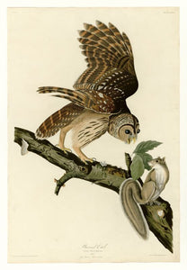 Audubon  Barred Owl  46