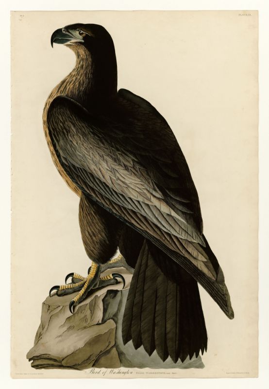 Audubon Bird of Washington 11