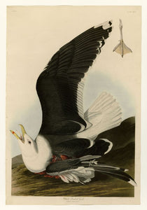 Audubon  Black Backed Gull 241