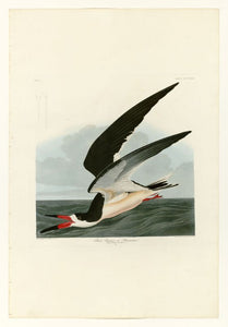 Audubon  Black Skimmer  323