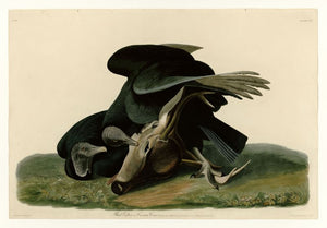 Audubon - Black Vulture - Plate 106