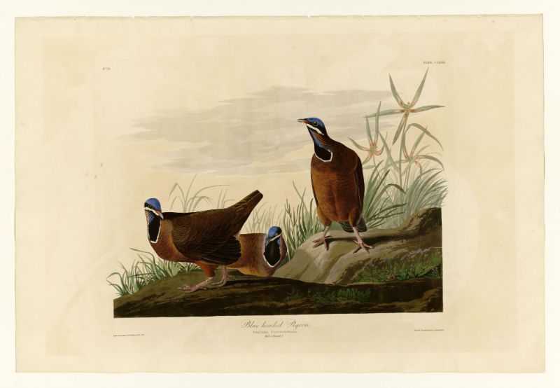 Audubon - Blue-headed Pigeon - Plate 172