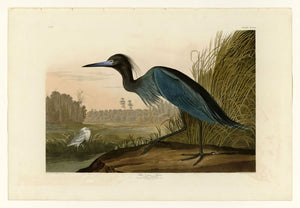 Audubon - Blue Crane - Plate 307