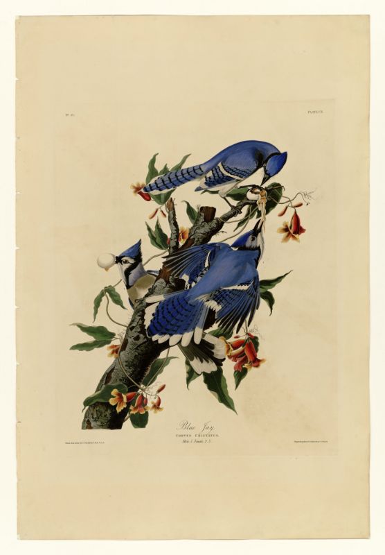 Audubon - Blue Jay - Plate 102