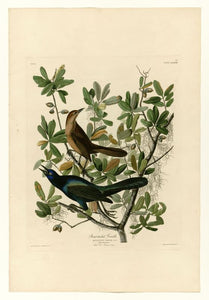 Audubon - Boat-tailed Grackle - Plate 187