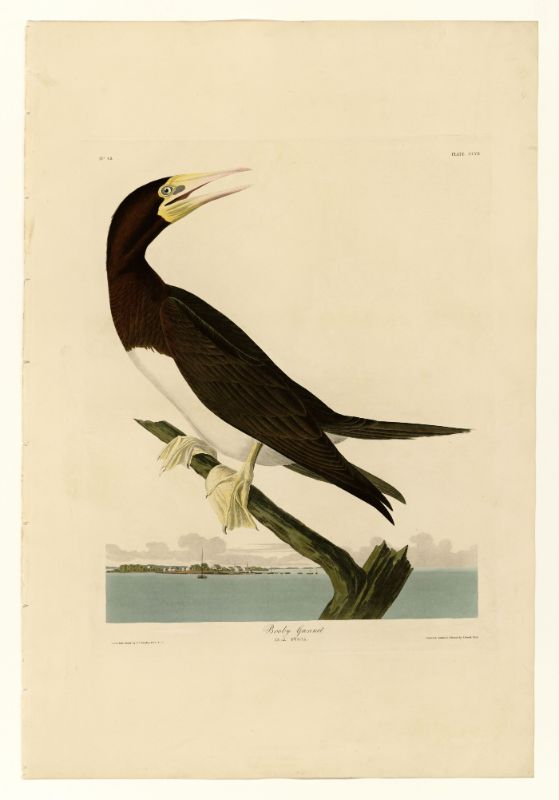 Audubon - Booby Gannet - Plate 207