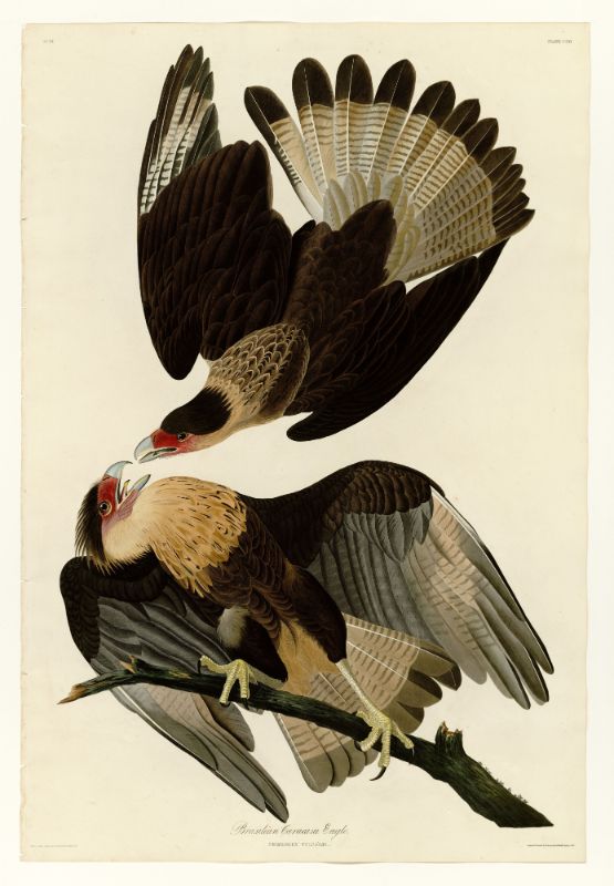 A vintage illustration of two Brazilian Caracara eagles with predominantly brown, gray, and white feathers, displayed against a plain background.