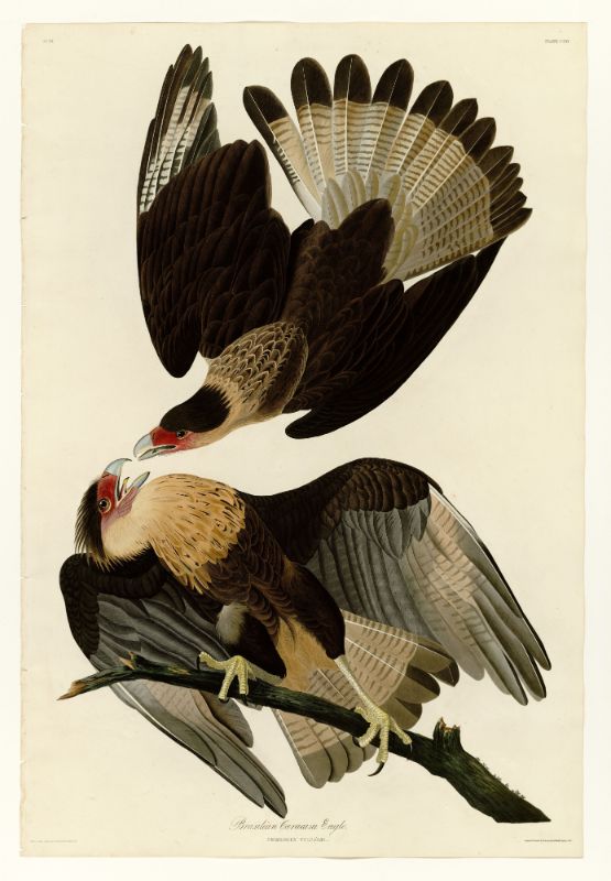 Audubon - Brazilian Caracara Eagle - Plate 161