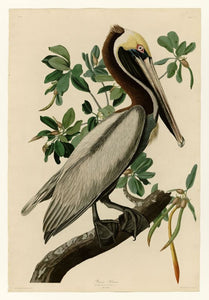 Audubon - Brown Pelican - Plate 251