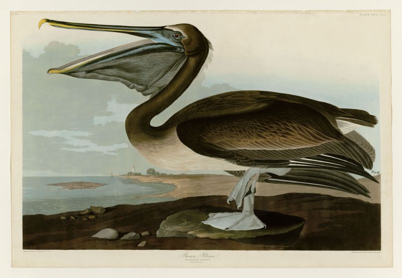 Audubon - Brown Pelican - Plate 421