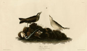 Audubon - Brown Titlark - Plate 10
