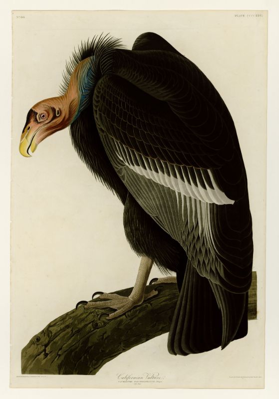 Audubon - Californian Vulture - Plate 426