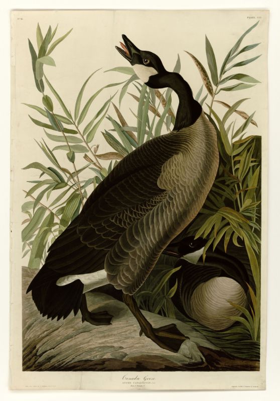Audubon - Canada Goose - Plate 201