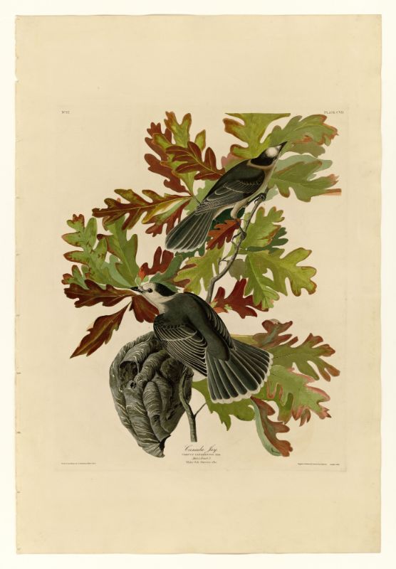 Audubon - Canada Jay - Plate 107