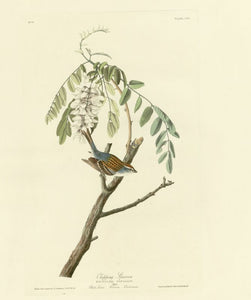 Audubon - Chipping Sparrow - Plate 104