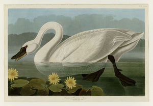 Audubon - Common American Swan - Plate 411