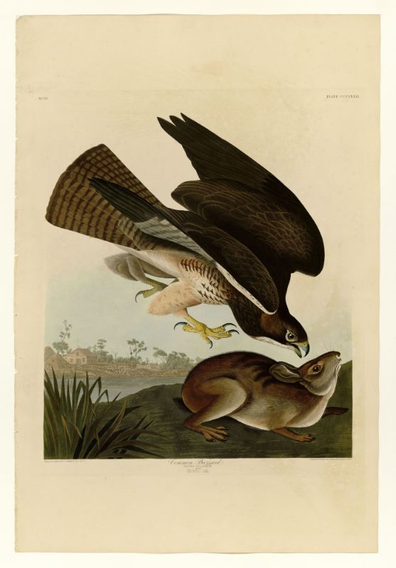 A vintage illustration of a Common Buzzard with spread wings, about to land or take off, with a frog on the ground in the foreground.