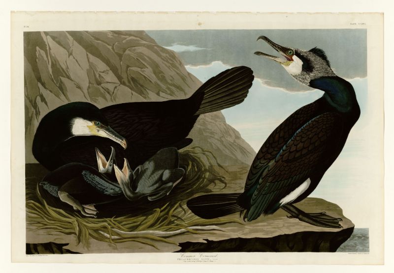 Audubon - Common Cormorant - Plate 266