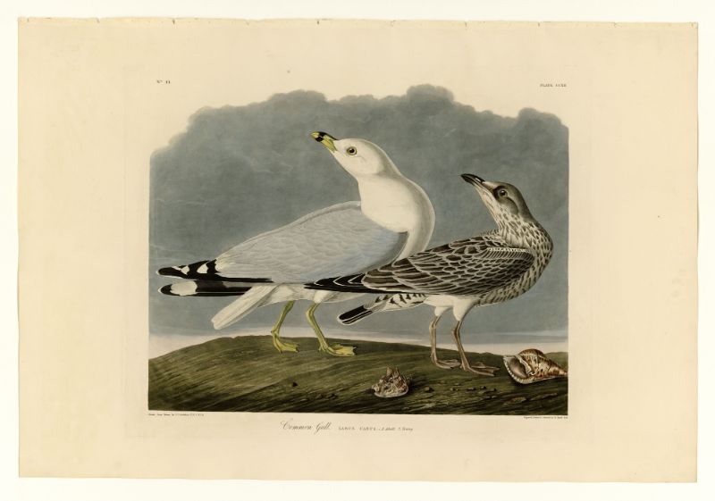 A vintage illustration of two common gulls perched on a landscape.
