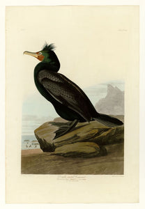 Audubon - Double-crested Cormorant - Plate 257