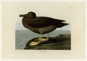 Audubon - Dusky Albatros - Plate 407