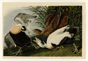 Audubon - Eider Duck - Plate 246