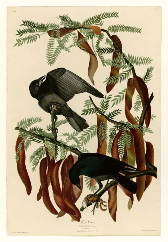 A vintage illustration of a fish crow perched on branches with leaves and berries.