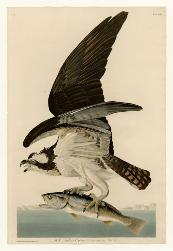 Audubon - Fish Hawk or Osprey Plate 81