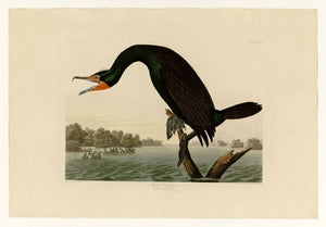 Audubon - Florida Cormorant - Plate 252
