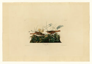 Audubon - Fox-coloured Sparrow - Plate 108