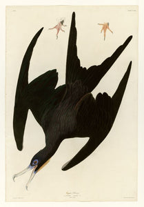 Audubon - Frigate Pelican - Plate 271