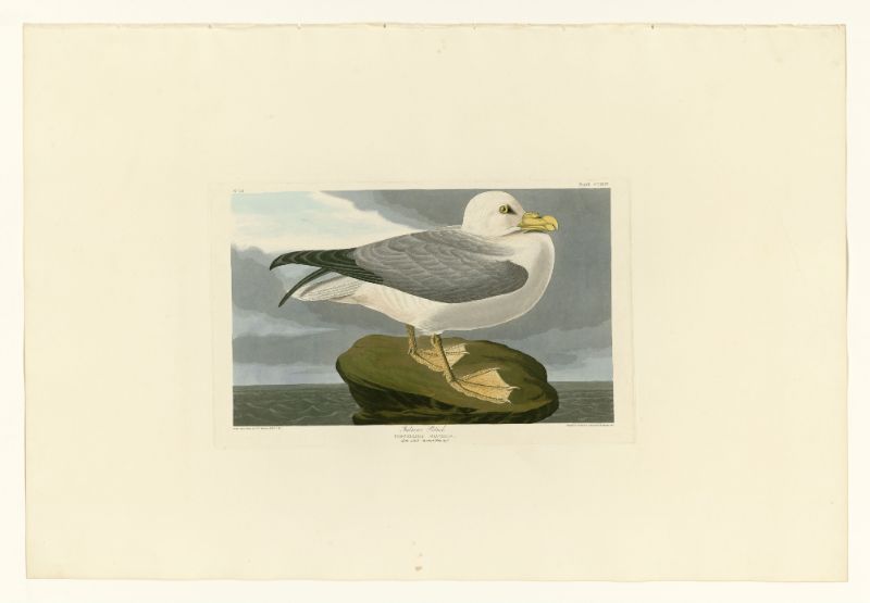 Audubon - Fulmar Petrel - Plate 264