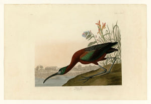 Audubon - Glossy Ibis - Plate 387
