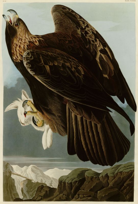 Audubon - Golden Eagle - Plate 181