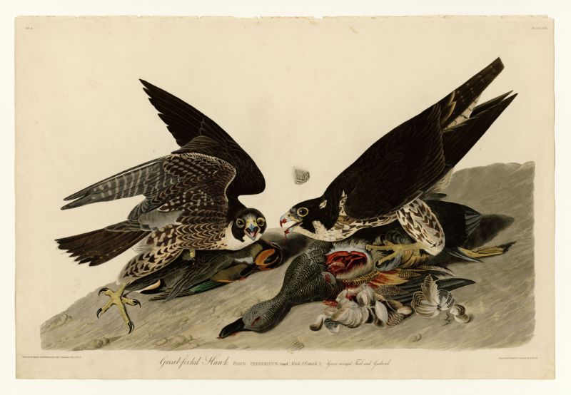 Audubon - Great-footed Hawk - Plate 16