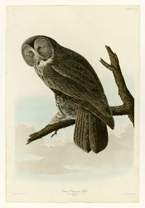 Audubon - Great Cinereous Owl - Plate 351