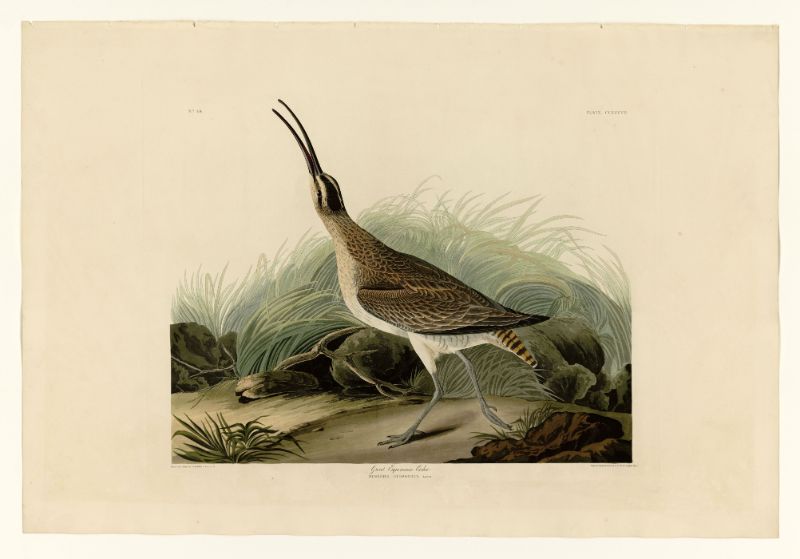 Audubon - Great Esquimaux Curlew - Plate 237
