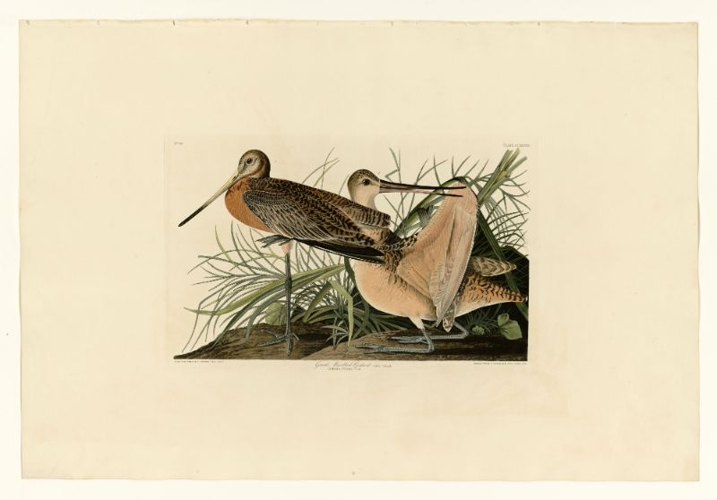 Audubon - Great Marbled Godwit - Plate 238