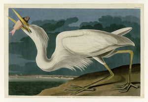 Audubon - Great White Heron - Plate 281