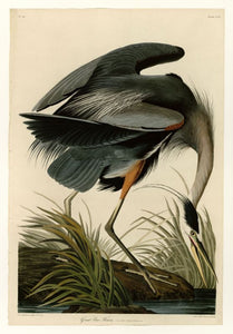Audubon - Great blue Heron - Plate 211