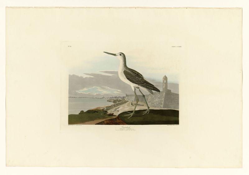 Audubon - Greenshank - Plate 269