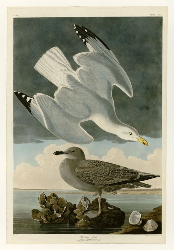 Audubon - Herring Gull - Plate 291
