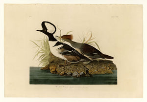 Audubon - Hooded Merganser - Plate 232