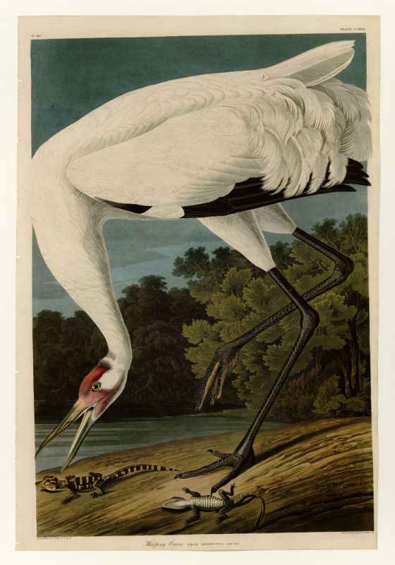 Audubon - Hooping Crane - Plate 226